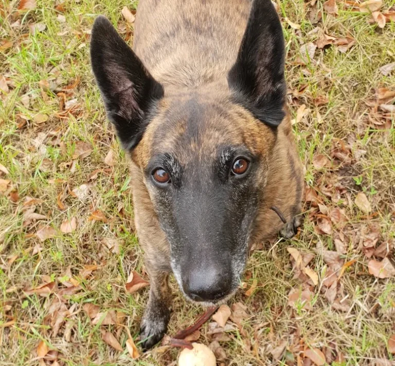 Tierarztpraxis Langebrück - Dr. med. vet. Mathias Ehrlich