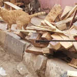 Tierarztpraxis Main-Taunus