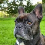 Tierarztpraxis Matthias Brühl