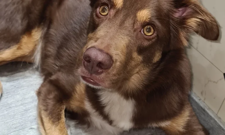 Tierarztpraxis Matthias Brühl