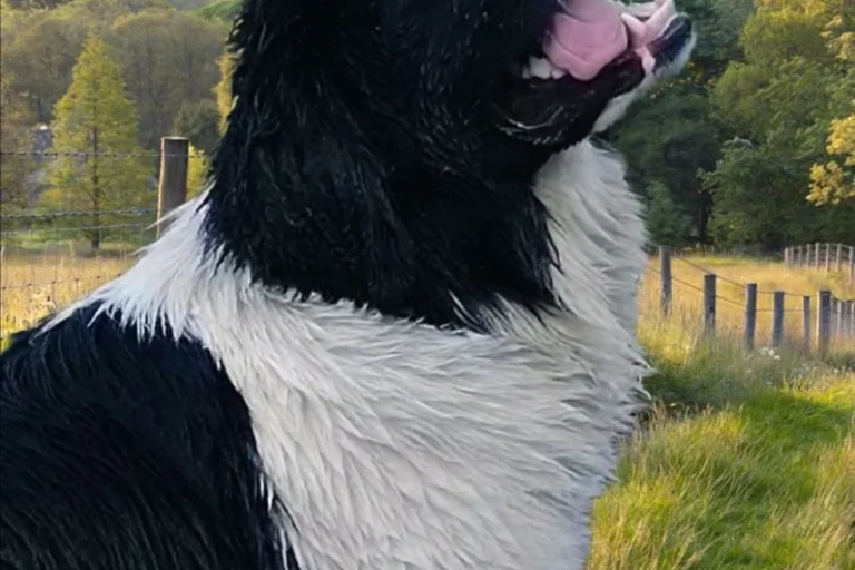 Tierarztpraxis Matthias Brühl