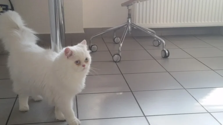 Tierarztpraxis Matthias Brühl