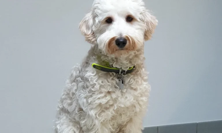 Tierarztpraxis Matthias Brühl