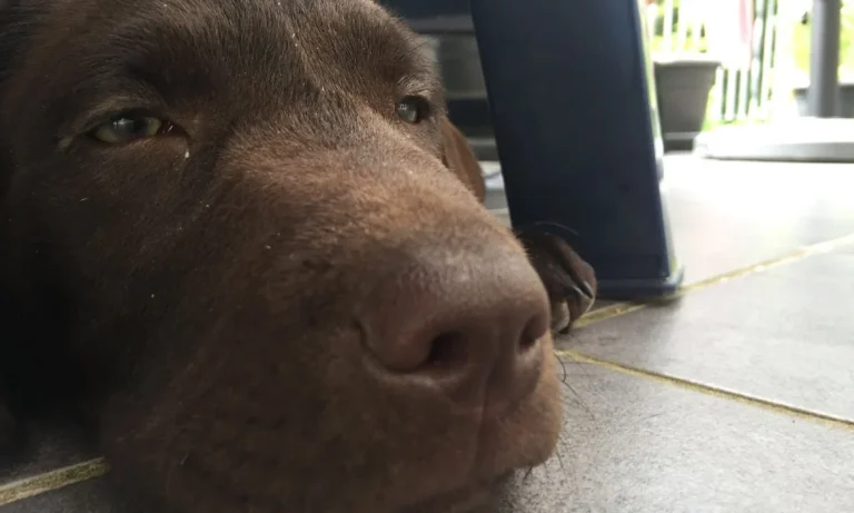 Tierarztpraxis Matthias Brühl