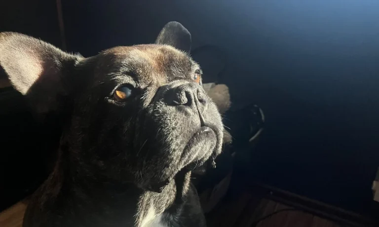 Tierarztpraxis Matthias Brühl