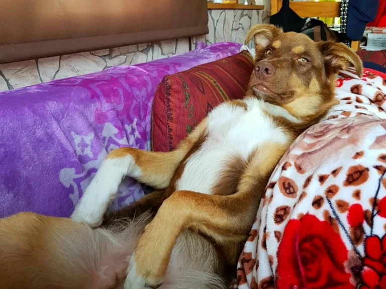 Tierarztpraxis Matthias Brühl