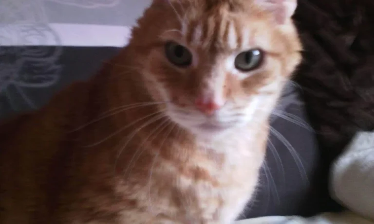 Tierarztpraxis Matthias Brühl