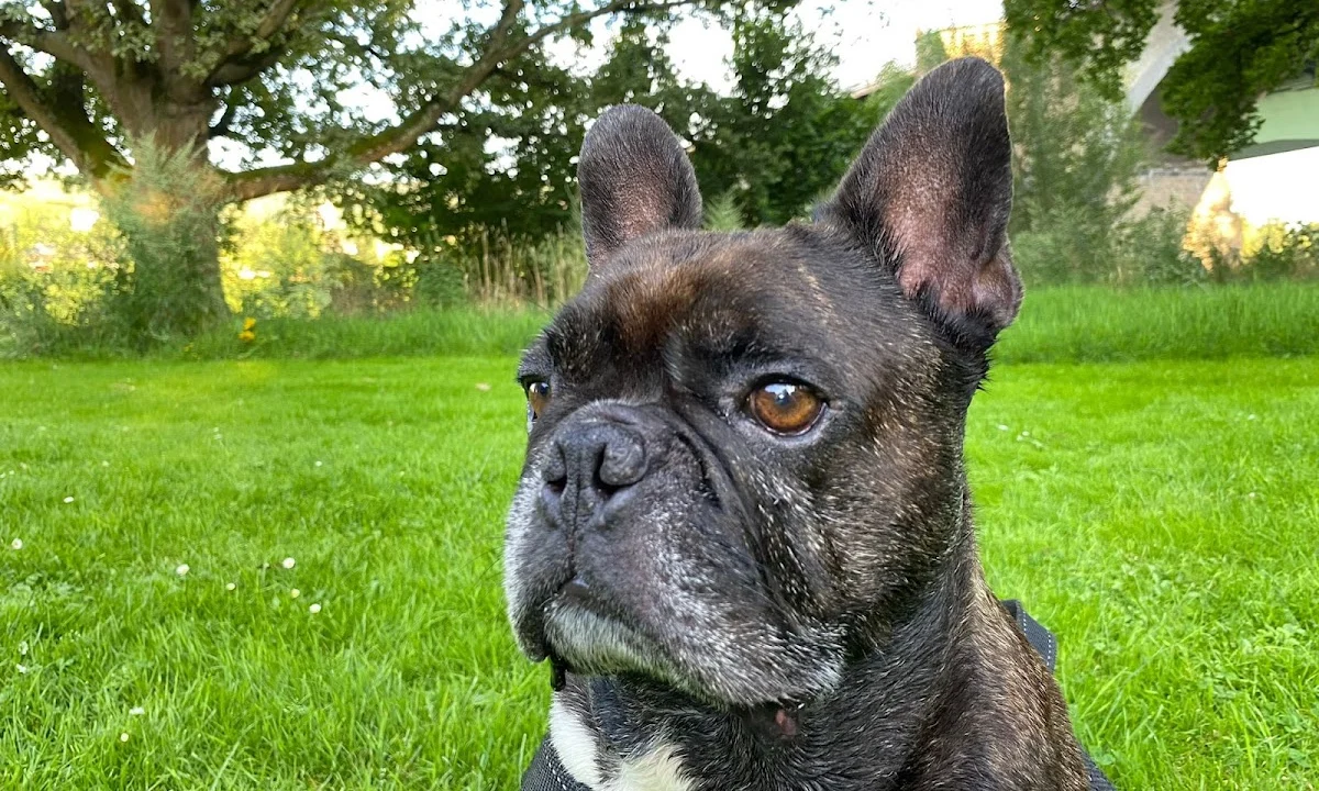 Tierarzt Tierarztpraxis Matthias Brühl Koblenz