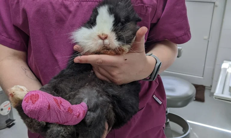 Tierarztpraxis Müller für Pferde & Kleintiere