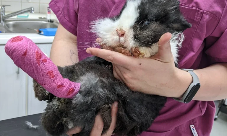 Tierarztpraxis Müller für Pferde & Kleintiere