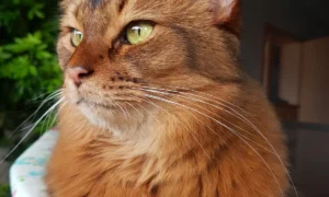 Tierarztpraxis Nicole Kowalsky