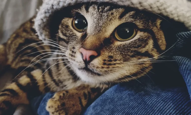 Tierarztpraxis Ottensen