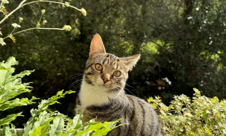 Tierarztpraxis Ottensen