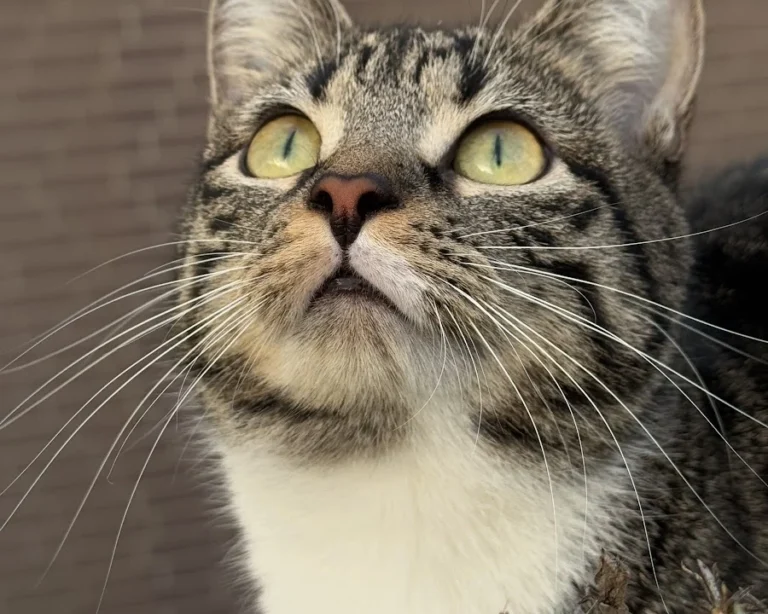 Tierarztpraxis Ottensen