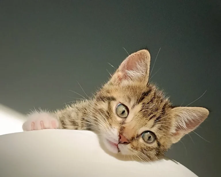 Tierarztpraxis Ottensen