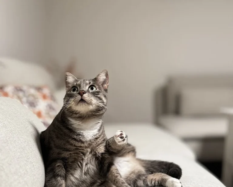 Tierarztpraxis Ottensen