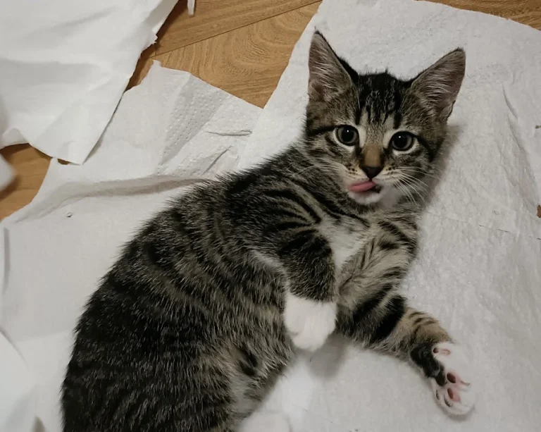 Tierarztpraxis Ottensen