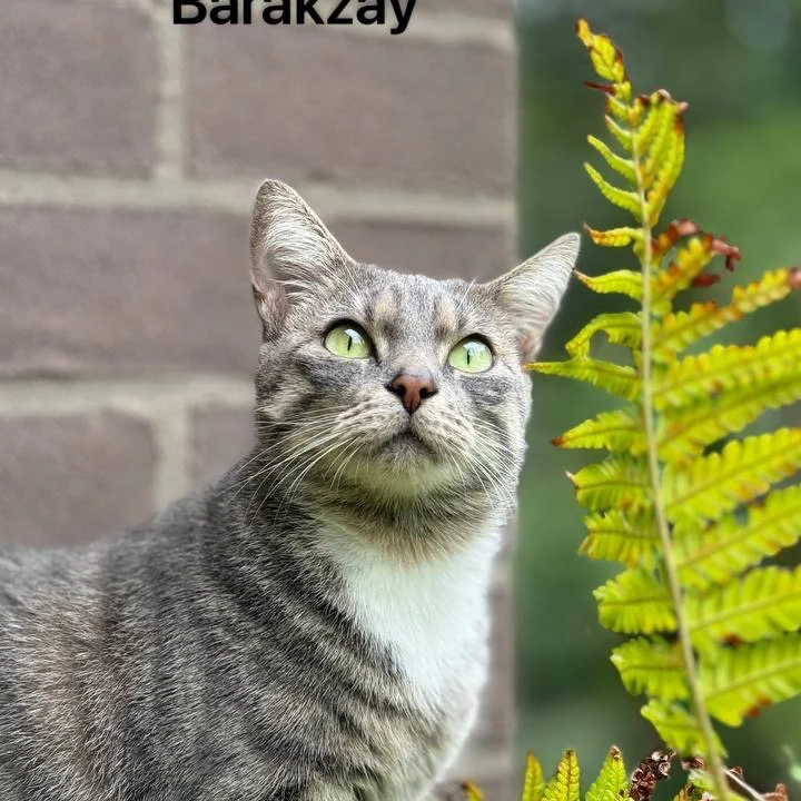 Tierarztpraxis Ottensen