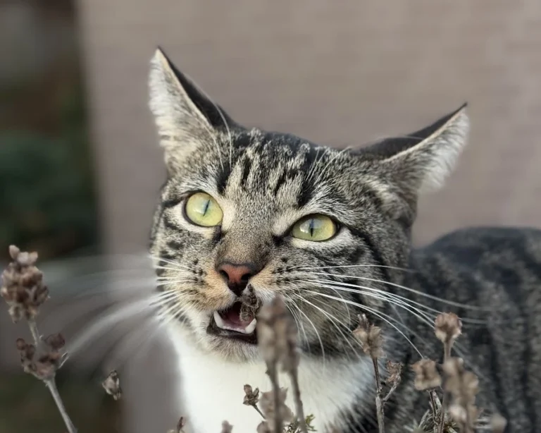 Tierarztpraxis Ottensen