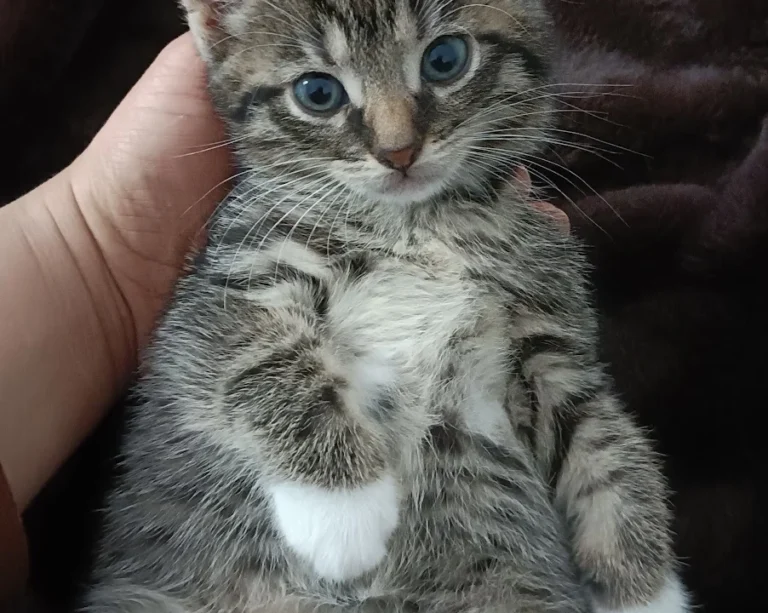 Tierarztpraxis Ottensen