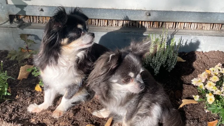 Tierarztpraxis Paarmann