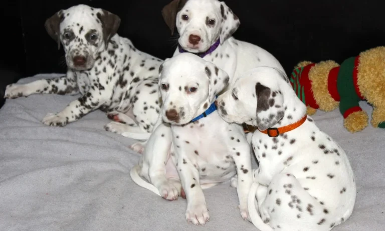 Tierarztpraxis Paarmann