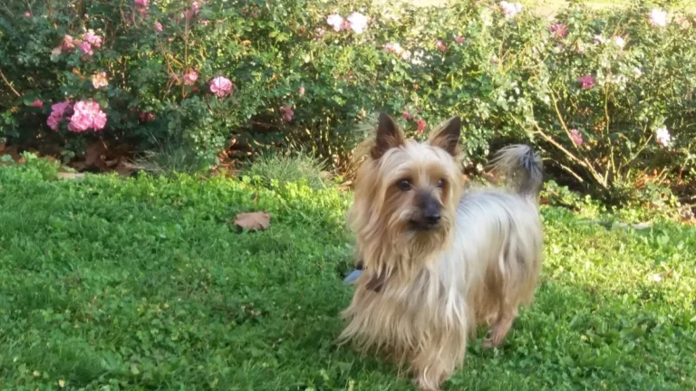 Tierarztpraxis Paarmann