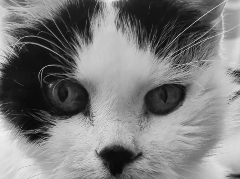 Tierarztpraxis Paarmann