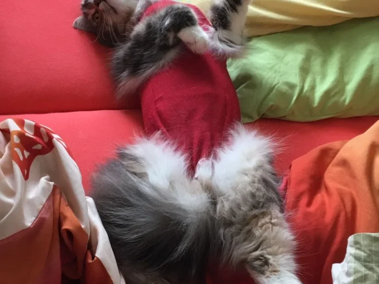 Tierarztpraxis Paarmann