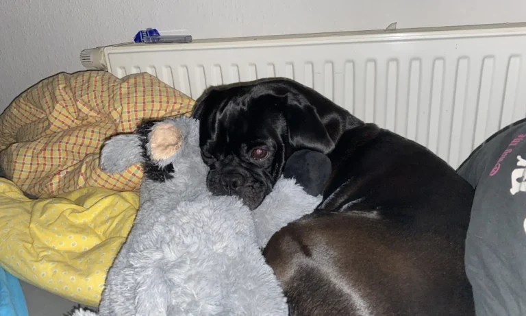 Tierarztpraxis Paarmann