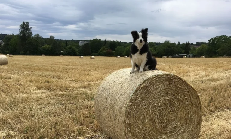 Tierarztpraxis Petra Morlock