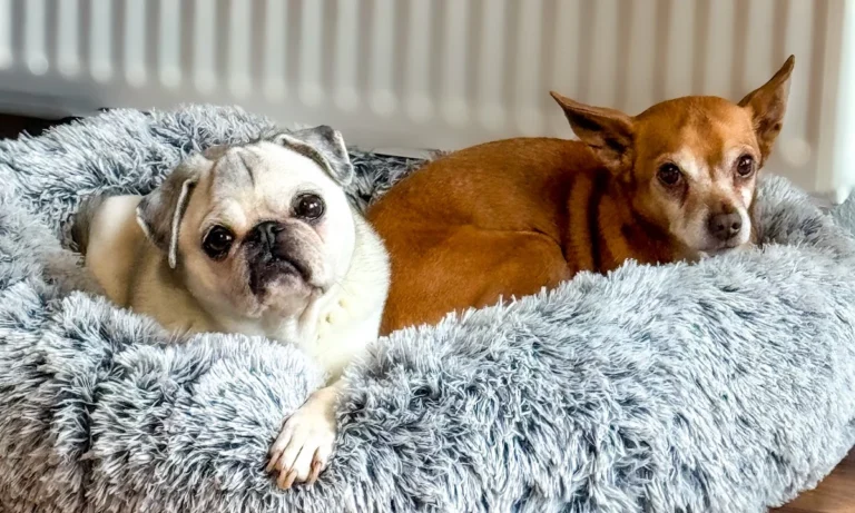 Tierarztpraxis Petra Morlock