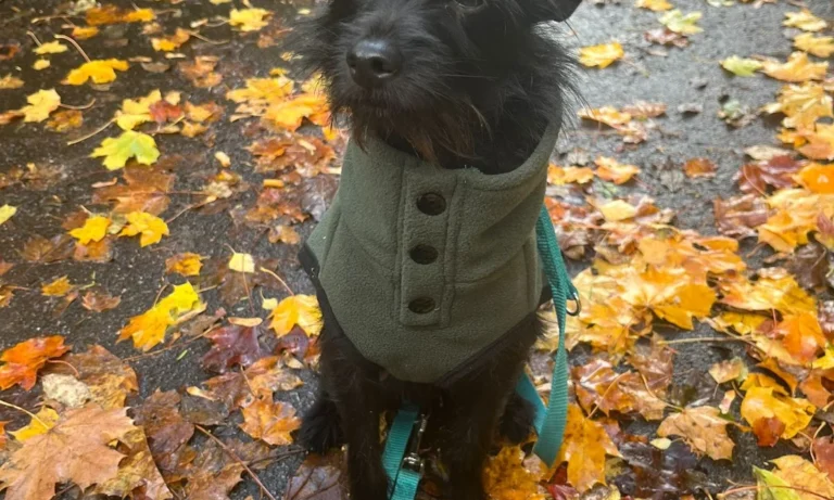 Tierarztpraxis Petra Morlock