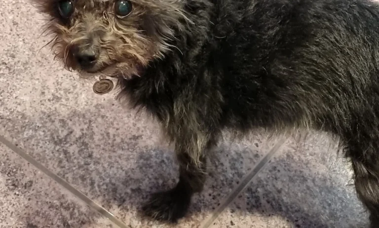 Tierarztpraxis Petra Morlock