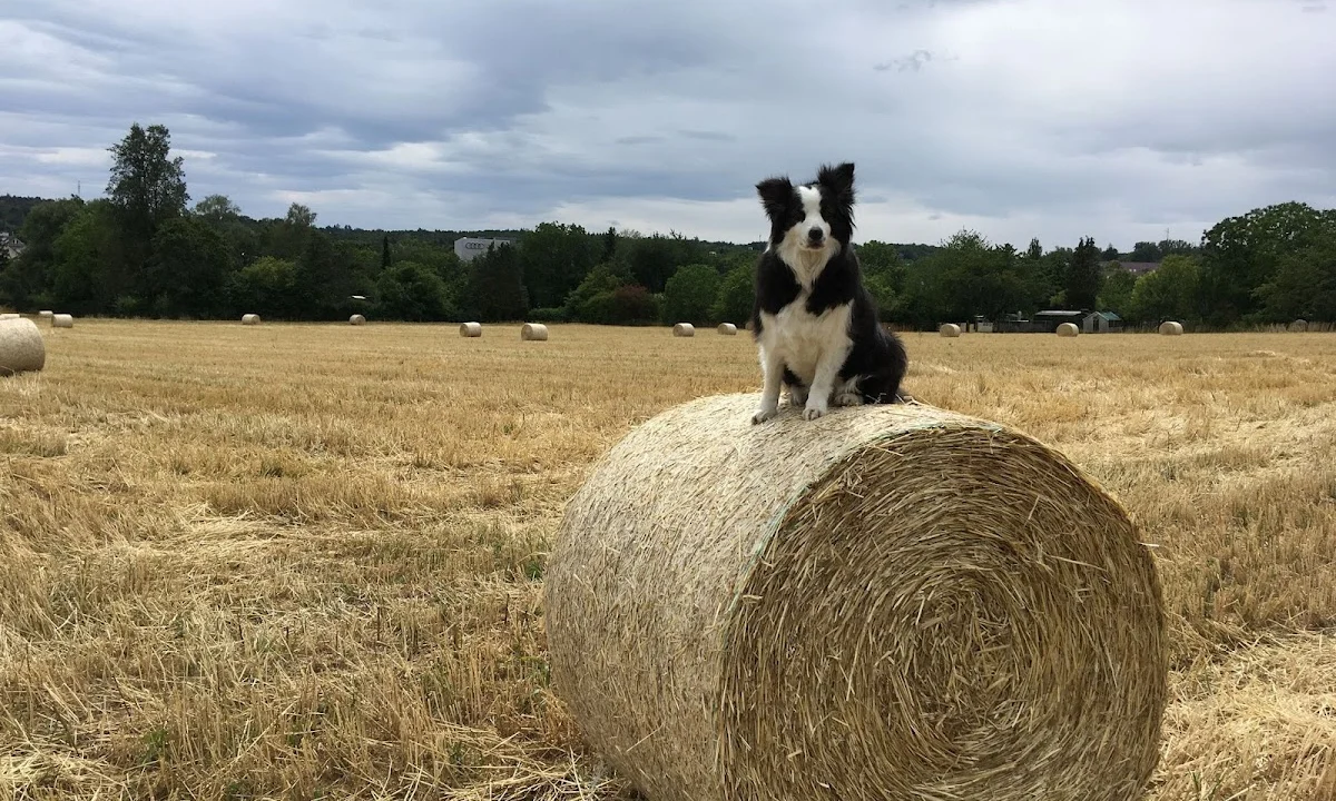 Tierarzt Tierarztpraxis Petra Morlock Stuttgart