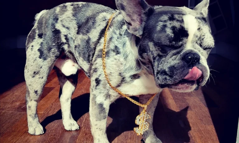 Tierarztpraxis Poppenbüttel Julia Stadelmann & Anne Skuballa