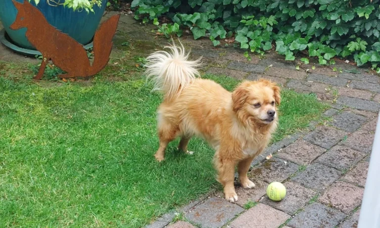Tierarztpraxis Poppenbüttel Julia Stadelmann & Anne Skuballa