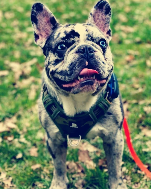 Tierarztpraxis Poppenbüttel Julia Stadelmann & Anne Skuballa