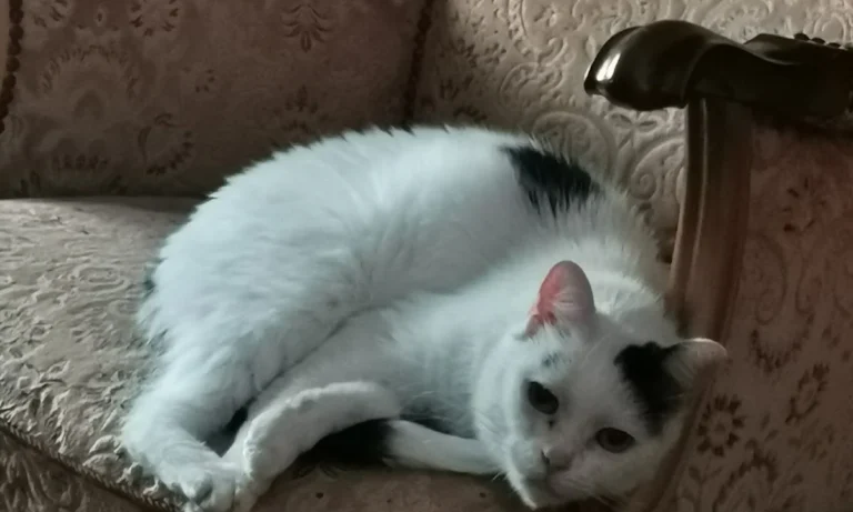 Tierarztpraxis Poppenbüttel Julia Stadelmann & Anne Skuballa