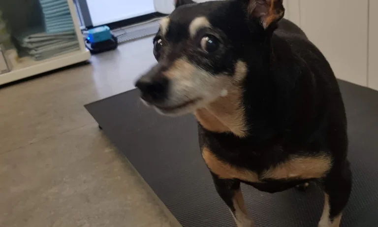 Tierarztpraxis prakt.Tierärztin Julia Bator