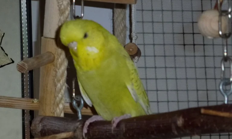 Tierarztpraxis prakt.Tierärztin Julia Bator