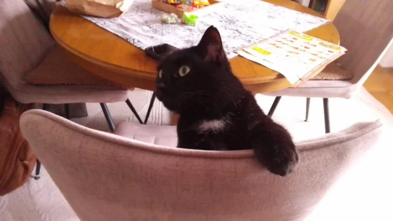 Tierarztpraxis prakt.Tierärztin Julia Bator