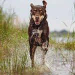 Tierarztpraxis Reudnitz