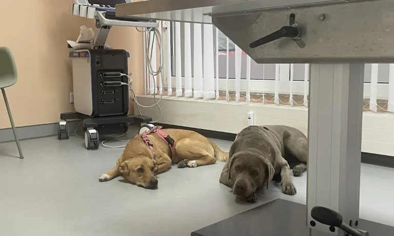 Tierarztpraxis Reudnitz