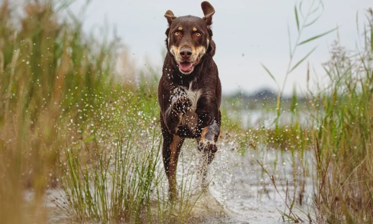 Tierarztpraxis Reudnitz