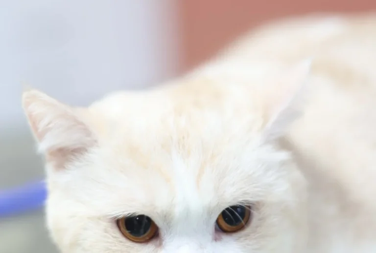 Tierarztpraxis Reudnitz