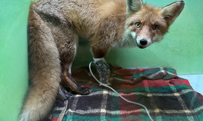 Tierarztpraxis Reudnitz