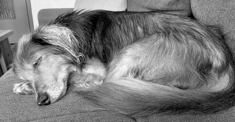 Tierarztpraxis Richartz