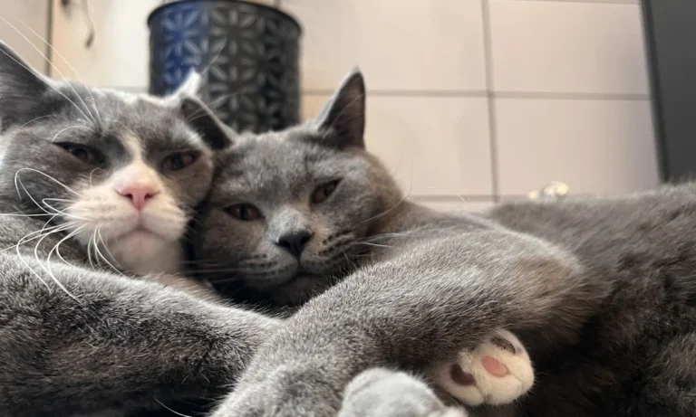 Tierarztpraxis Richartz