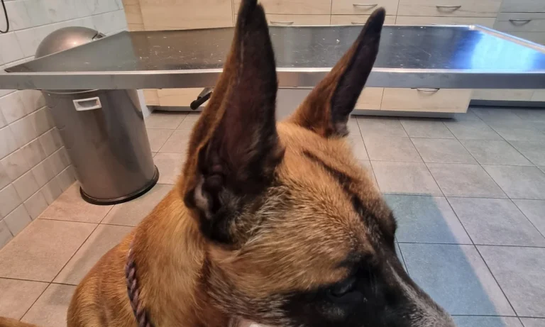 Tierarztpraxis Schlupp Dr.med.vet.